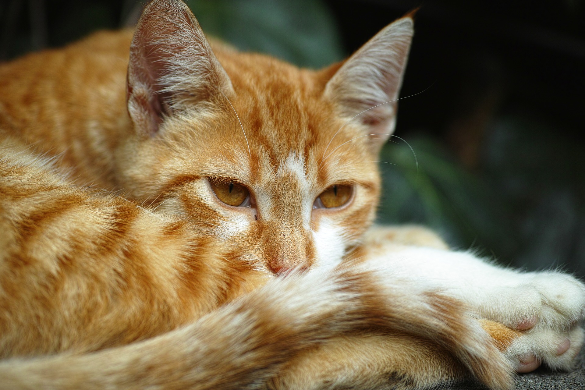 Orange Cat